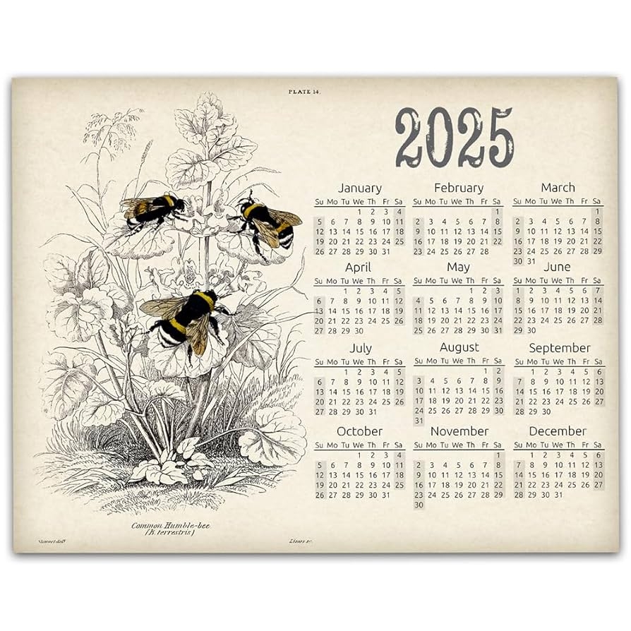 Amazon 2025 Calendar 28x36 Unframed Poster Bumble Bee Vintage Antique Style With Bees Botanical Art Calendar Floral Wall Calendar Nature Inspired Insect Themed Retro Vintage Bee Farm Wall Art Amazon 2025 Calendar 28x36 Unframed Poster Bumble Bee Vintage Antique Style With Bees Botanical Art Calendar Floral Wall Calendar Nature Inspired Insect Themed Retro Vintage Bee Farm Wall Art
