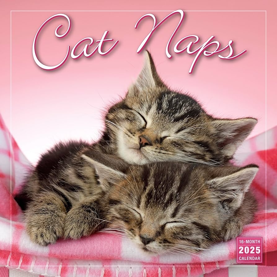 Amazon Cat Naps 2025 Wall Calendar 16 Month Cat Calendar 12 X 12 Office Products Amazon Cat Naps 2025 Wall Calendar 16 Month Cat Calendar 12 X 12 Office Products