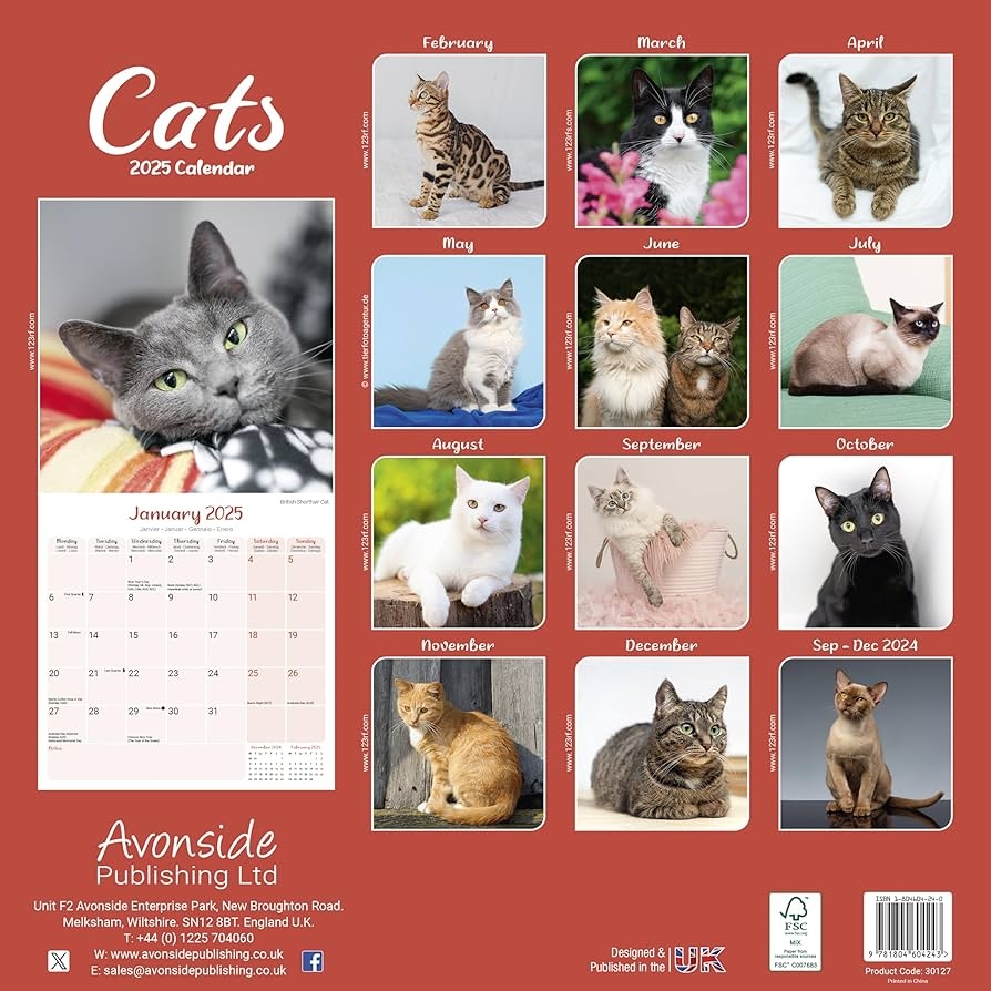Amazon Cats 2025 Square Wall Calendar Cat Calendar 2025 English Edition Office Products