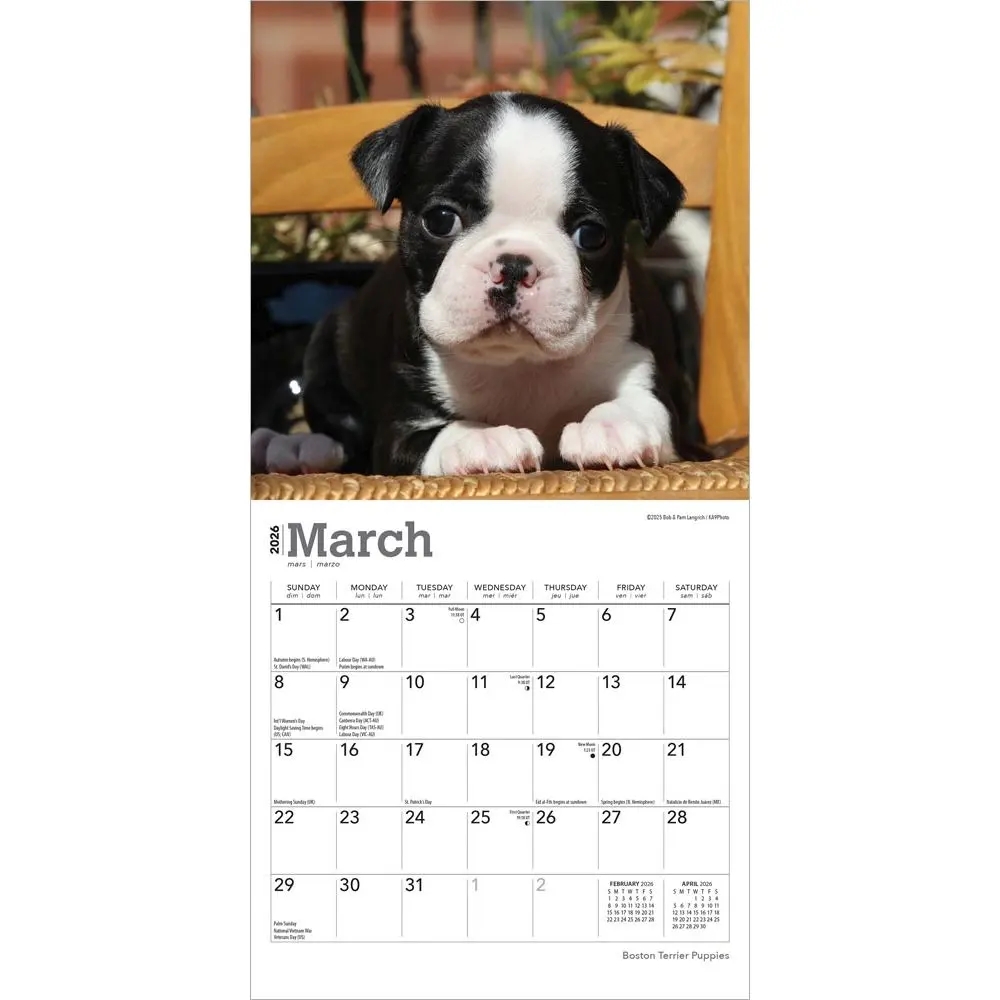 Boston Terrier Puppies 2026 Mini Wall Calendar Calendars